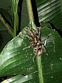 Species (currently being described according to local guides) of Davus from the Tiputini Biodiversity Station in Ecuador