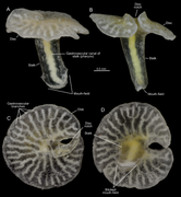 Dendrogramma enigmatica sp. nov., holotype