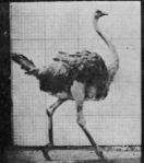 Eadweard Muybridge, Ostrich Running, 1887