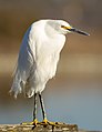 Garza blanca (Egretta thula)