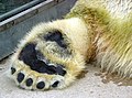 A polar bear's paws.
