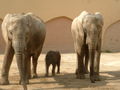 Elefantes africanos (Loxodonta africana)