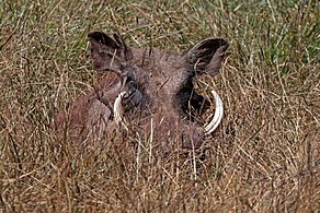 Eritrean warthog P. a. aeliani Ethiopia