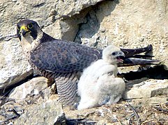 A peregrine falcon and its chick in France