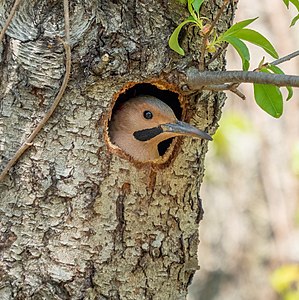 Northern flicker guarding its nest cavity, by Rhododendrites