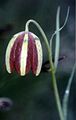 Fritillaria messanensis