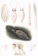 Galiteuthis glacialis