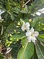 Flor de Paloma (Bourreria huanita) Localmente conocida como "Guiexhu'ba"