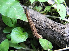 Haemadipsa zeylanica (Hirudinidae), une sangsue terrestre trouvée dans les montagnes du Japon