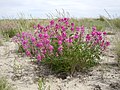 Hedysarum boreale dans l'Idaho (États-Unis)