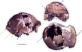 Esta calvaria de Homo, de hace más de 700 ka y menos de 1 millón de años, se encontró en Italia asociada a herramientas líticas del Modo 1.