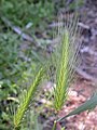 Hordeum murinum