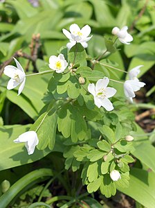 Wiesenrauten-Muschelblümchen Isopyrum thalictroides