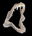 Image 7 Jaw of a shortfin mako shark More selected pictures