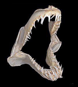 Jaw of a shortfin mako shark, by Archaeodontosaurus