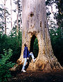 Walk Through Karri tree in Beedelup National Park