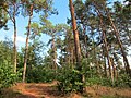 Kiefernwald im Osten der Bockholter Berge