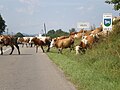 Entering Volica (cattle crossing the road, fittingly for the village's name)