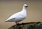Male rock ptarmigan (L. m. islandorum) in winter plumage in Iceland