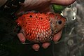 Pearlscale goldfish in a hand