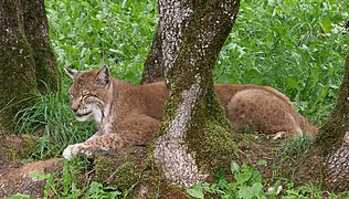 Lynx boréal en France.