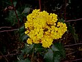 Mahonia aquifolium