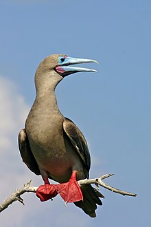 perching brownish seabird with bright red webbed feet and thick blue bill