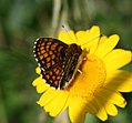 3: Wegerich-Scheckenfalter Wachtelweizen-Scheckenfalter ? (Melitaea cf. cinxia athalia)