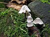 Five small mushrooms with white caps growing from moss covered rocks and sticks