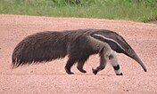 Picture of an anteater crossing a road
