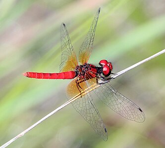 八丁蜻蜓（Nannophya pygmaea）