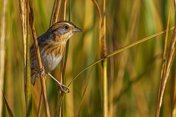 Nelson's sparrow by Remydee1