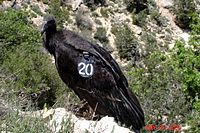 Numbered condor in Grand Canyon, Arizona