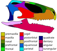 Skull of the basal eusphenodontian Opisthiamimus