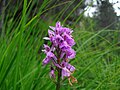 Orchis maculé Dactylorhiza maculata.