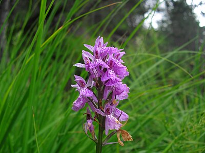 Orchis maculé rose (65)[3] Dactylorhiza maculata.