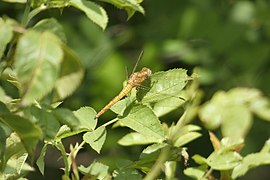 Orthetrum