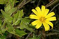 Osteospermum ilicifolium