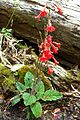 Ourisia coccinea