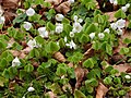 Pain de coucou (Oxalis)