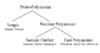 Major language subgroupings for the Polynesian language family.