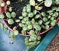 Peperomia prostrata, "string of turtles"