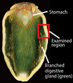 Grzbietowa strona znieczulonego Plakobranchus ocellatus. Barwę zieloną mają uchyłki wątrobotrzustki zawierające chloroplasty[9]