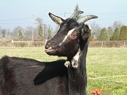 Chèvre poitevine