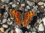 Polygonia gracilis