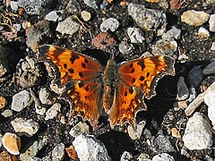 Polygonia gracilis