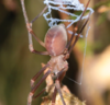 Odd-clawed spider with its catching ladder