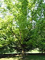 Chinese cork oak planted at Meise, Belgium