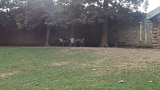 Vue sur quelques rennes de Pairi Daiza.