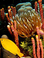 Sabellastarte sanctijosephi (St. Joseph's feather duster worm) with radioles extended